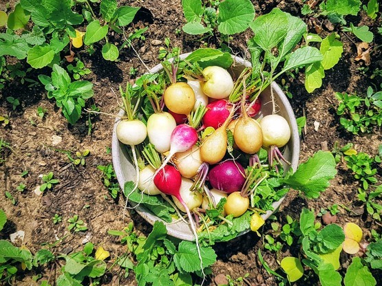 Des nouvelles du potager !