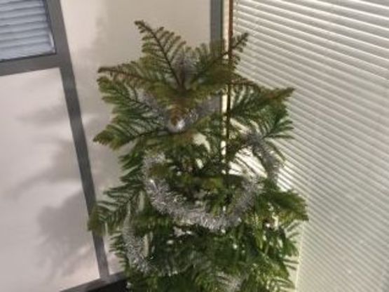 Notre petit sapin de Noël est arrivé