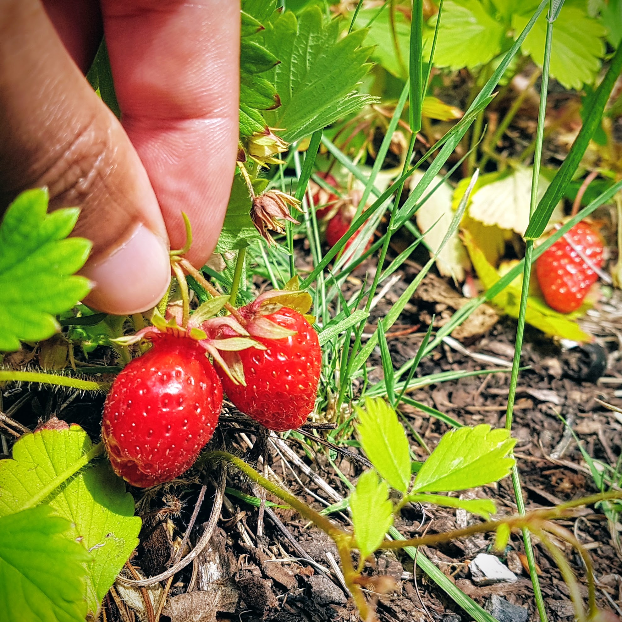 Potager_fraises